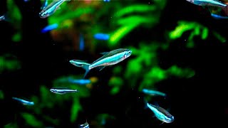 【BGM_星寂の散歩道】アクアリウムのある暮らし (2021.11.12)  #Aquarium #Healing #Music