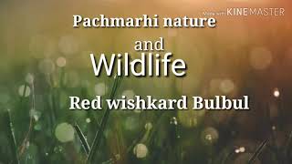 Pachmarhi nature and wildlife. Birds of pachmarhi