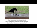 crow feeding one of the best saturn remedy