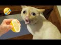 Ultimate Funny Cats and Dogs 😻🐶 Funniest Animals 😂 Part 10