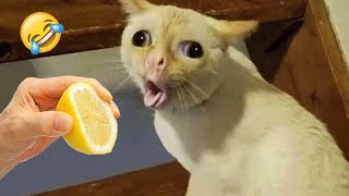 Ultimate Funny Cats and Dogs 😻🐶 Funniest Animals 😂 Part 10