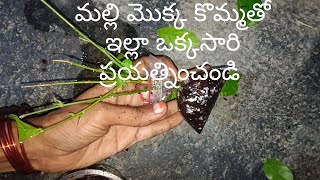 మల్లి  మొక్కా కొమ్మతో నాటుకోండి 🪴🌿//mali mokka ni kommatho illa chayandi @SHAIKRiZWANA-gf5