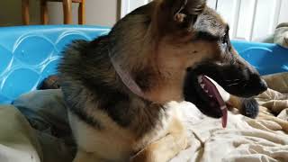 German Shepherd Giving Birth