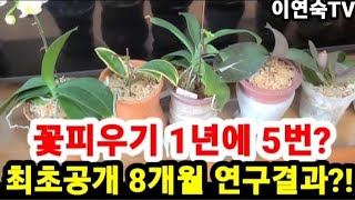 호접란 꽃피우기 1년에 5번 최초공개?! 8개월 연구결과??