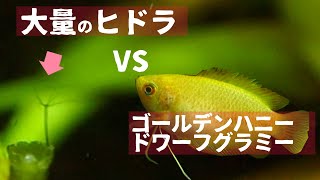 大量のヒドラをバクバク食うグラミーが勇者 【アクアリウム】【熱帯魚】