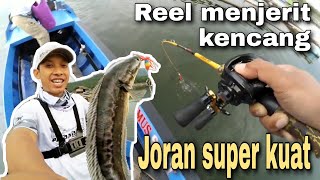 CASTING TOMAN CIRATA & PAKSA ROD NGANGKAT TOMAN KE PERAHU | GIANT SNAKEHEAD HUNTER