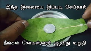 This leaf will make u millionaire / இந்த இலையை இப்படி செய்தால் நீங்கள் கோடீஸ்வரர் ஆவது உறுதி.