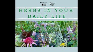 Herbs in Your Daily Life