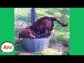 Failing on FOUR PAWS! 😂🐶 | Funny Dog Fails | AFV 2021