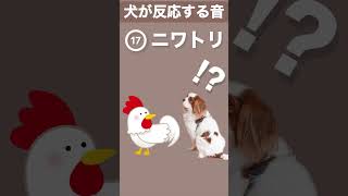 【犬が反応する音】その(17) 犬が喜ぶ音／犬が首をかしげる音／犬が寄ってくる音 #shorts