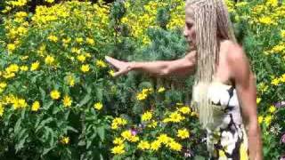 Tracy DiSabato-Aust - Pruning techniques - Heliopsis