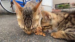 Kitten and mother cat feeding together【funny cat videos】