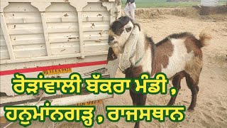 ਵੇਖੋ ਰੋੜਾਵਾਲੀ ਬੱਕਰਾ ਮੰਡੀ • Rodawali hanumangarh Rajasthan • goat farming • Ilti Lana TV •