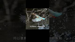 【鳥類電子圖鑑】EP3 藍綠色的美麗使者：探索翠鳥的外觀與特徵｜觀鳥人