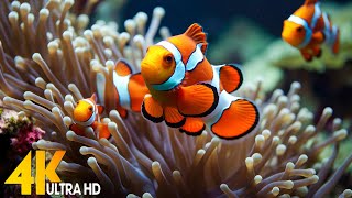 Aquarium 4K VIDEO (ULTRA HD) 🐠 Beautiful Coral Reef Fish - Relaxing Sleep Meditation Music #117