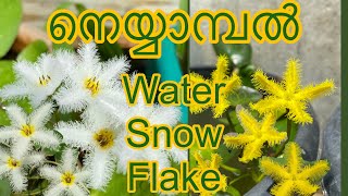 നെയ്യാമ്പൽ/ water snowflake plant /floating heart waterplants/aquatic flowering plants malayalam