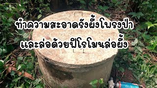 ทำความสะอาดรังผึ้งโพรงป่า