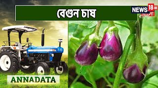 আজকের Annadata-এ দেখুন উচ্চ ফলনশীল জাতের বেগুন চাষের পদ্ধতি