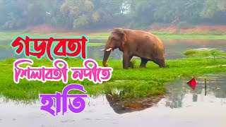 গড়বেতা শিলাবতী নদীতে হাতি/Garhbeta shilaboti nadi te hathi