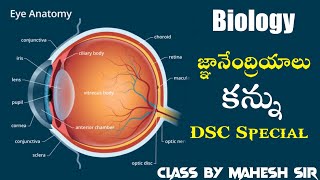 Structure of human eye (part 2) || మానవుని కన్ను నిర్మాణం- విధులు