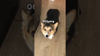 I Unintentionally Taught My Corgi How To Be Quiet