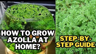 Secrets to Success: Azolla Growing Tutorial #azolla #farming