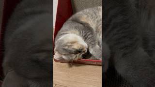 健やかな眠り猫#shorts