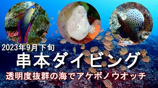 【串本ダイビング】串本ブルーの海でアケボノウォッチ 2023年9月下旬 住崎・備前・グラスワールド。