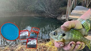 This creek is DRYING UP and LOADED with fish!