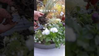 #寄せ植え#ギャザリング寄せ植え#ガーデニング#園芸 #マイガーデン #寄せ植えレッスン#フラワーレッスン