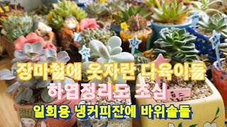 장마철에 웃자란 다육이들 🌼 여름 하엽정리 💮 일회용 냉커피잔에 바위솔들 💗💛