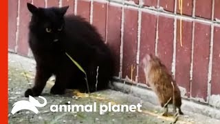 The Ultimate Unexpected Rat vs. Cat Face-off! | Weird, True & Freaky
