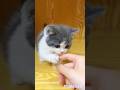 Cutest kitten lovely moments 💖💯🌺