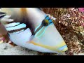 ムラサメモンガラ　lagoon triggerfish　rhinecanthus aculeatus