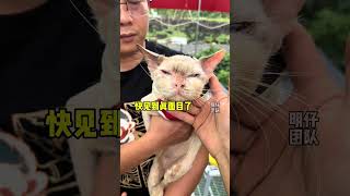 短短70天一只排骨猫咪变成猪咪的过程，你敢相信你的眼睛吗#明仔团队 #流浪猫救助 #流浪猫逆袭 #明仔团猫粮1