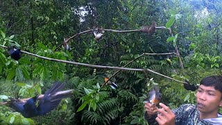 mikat di lokasi tempat burung cucak rowo