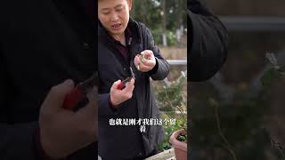 越长越老的月季，如何修剪（丰花月季篇）【天狼说月季】