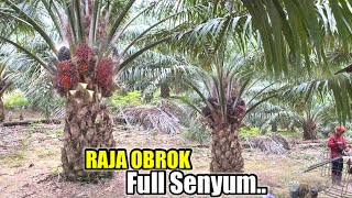 THE BEST.! PANEN SAWIT DI KEBUN RAJA OBROK