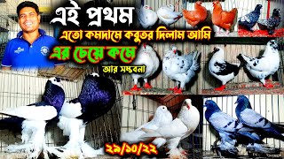 একদম সীমিত দামে কবুতর বিক্রি | এর চেয়ে কমদামে কবুতর কারো পক্ষে দেওয়া সম্ভব না | খুবই কম দামে কিনুন