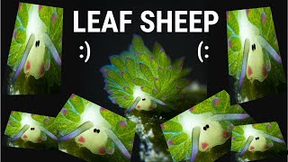 The Leaf Sheep (Costasiella kuroshimae)