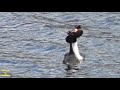 Чомга Брачный танец great crested grebe svasso maggiore