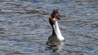 Чомга - Брачный танец / Great Crested Grebe / Svasso maggiore