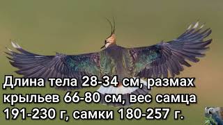 Чибис, или пигалица (англ. Northern lapwing)