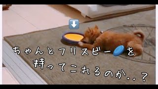 フリスビーを返すことを忘れて遊んじゃう柴犬