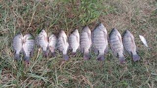 local fishing 🐟 Mandya village fish catching video