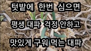 텃밭에  한번 심으면 사철 먹을수 있는 대파 구워서도 맛있게  먹을수 있는 대파