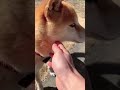 柴犬コロ 0.1秒遊ぶ犬😂 柴犬コロ おもしろ かわいい 犬 shibainu dog funny cute