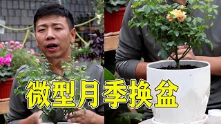 【養養養花花花】月季如何換盆？方法很簡單，詳細步驟都在這裡了