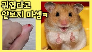 How much does it hurt when a hamster bites his hand?