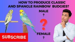 A Step-by-Step Guide to Breeding Exquisite Classic and Spangle Rainbow Budgies | Afaq Bird's